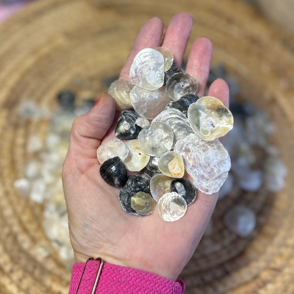 REAL HAND PICKED FLORIDA JINGLE SHELLS SEASHELLS DIY CRAFTING CRAFTS MIXED LOT - Picture 14 of 16